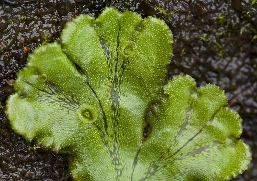 GEMMAE CUPS and GEMMAE on the Thalius of COMMON LIVERWORT (Marchantia polymorpha) Photograph by Ed Reschke