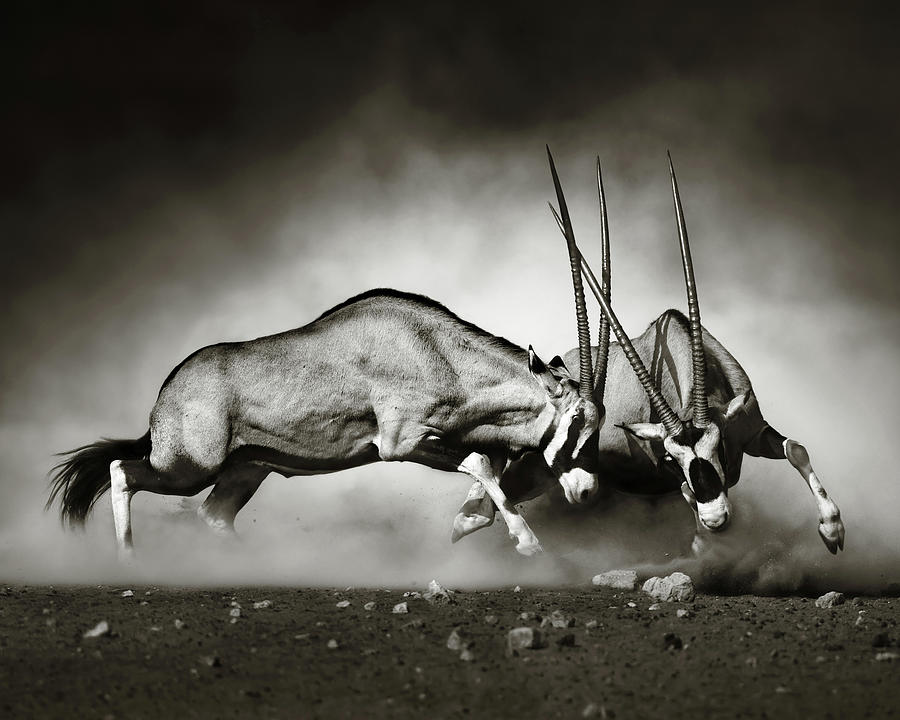 Wildlife Photograph - Gemsbok dual by Johan Swanepoel