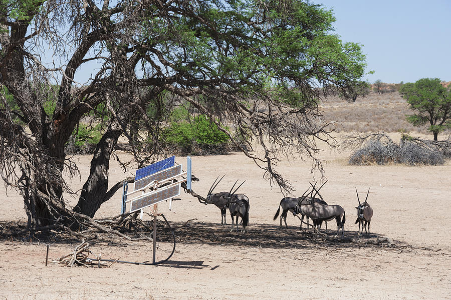 Gemsbok (Oryx gazella) next to solar collectors, energy to pump water onto the surface, Kgalagadi Transfrontier Park, South Africa Photograph by Franz Aberham