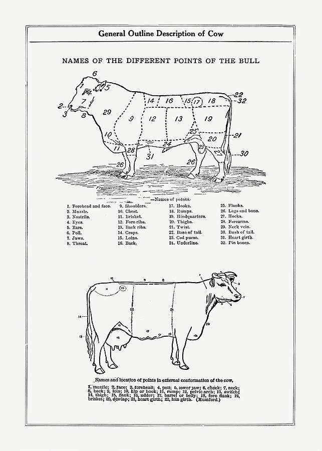 Farm Digital Art - General Outline Description Of Cow - Vintage Farm Illustration - The Open Door to Independence by Studio Grafiikka