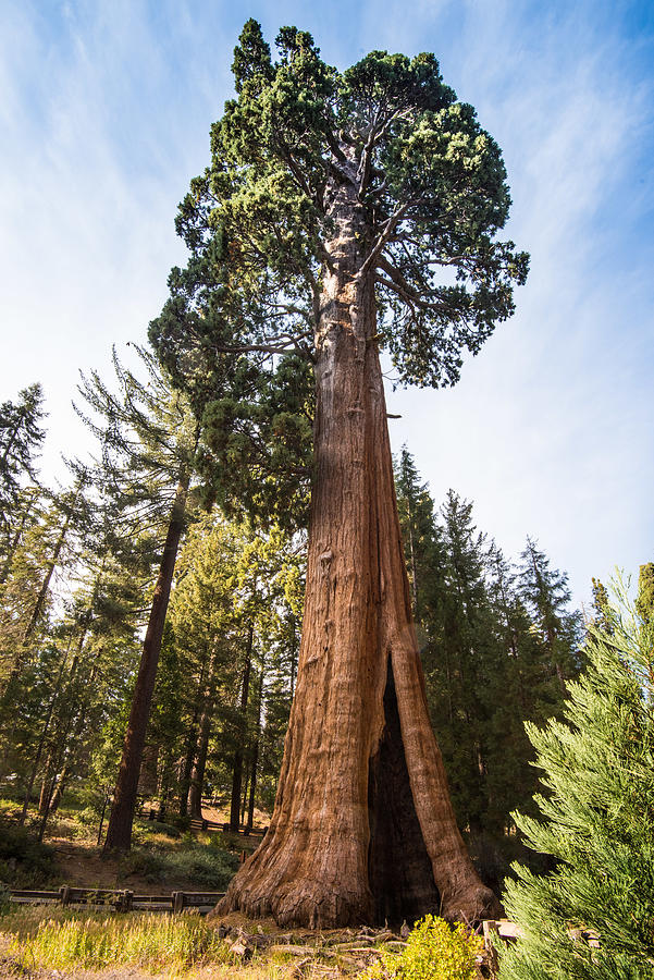 General Sherman Sequoia Photograph by Ken Carper