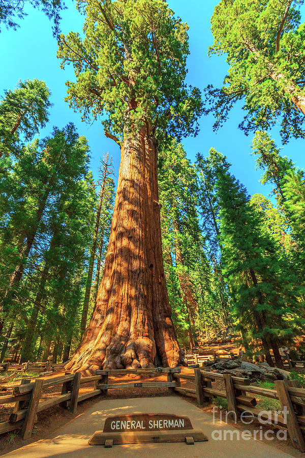 General Sherman tree Photograph by Benny Marty