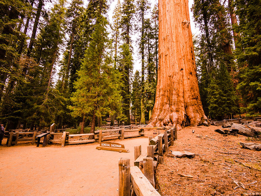 General Sherman Tree in the Sequoia National Forest Photograph by Holgs