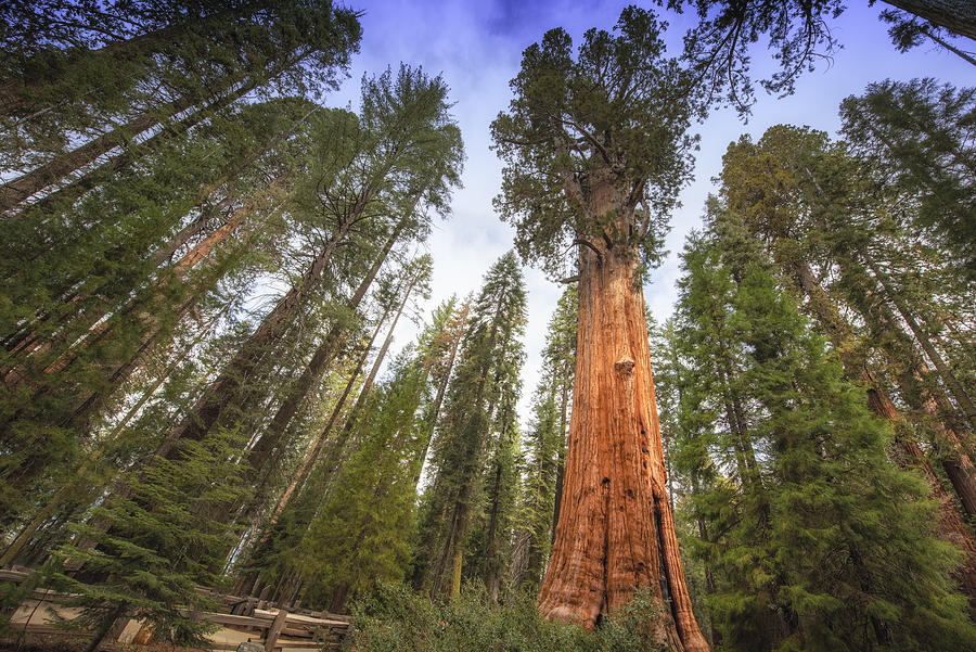 General Sherman Tree Towers Above Photograph by Highlywood Photography