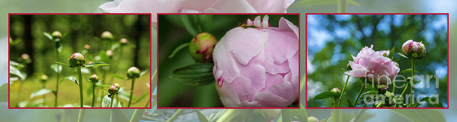 Nature Photograph - Genesis of a Pink Peony by Renata Natale