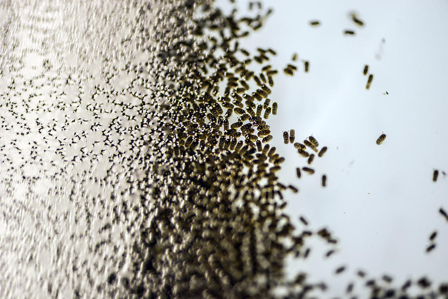 Genetically modified mosquito larvae are seen in a laboratory Photograph by Bloomberg Creative Photos