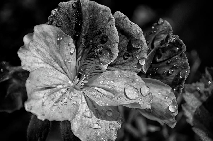 Gentle dew Photograph by Rumiana Nikolova