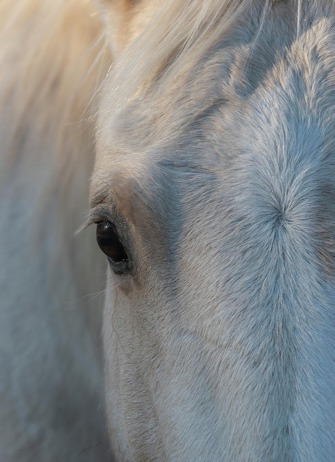 Horse Photograph - Gentle Eye by Karen Rispin