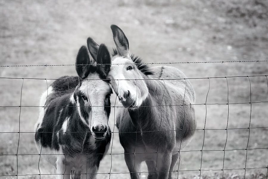 Donkey Photograph - Gentle Friends by Jim Love