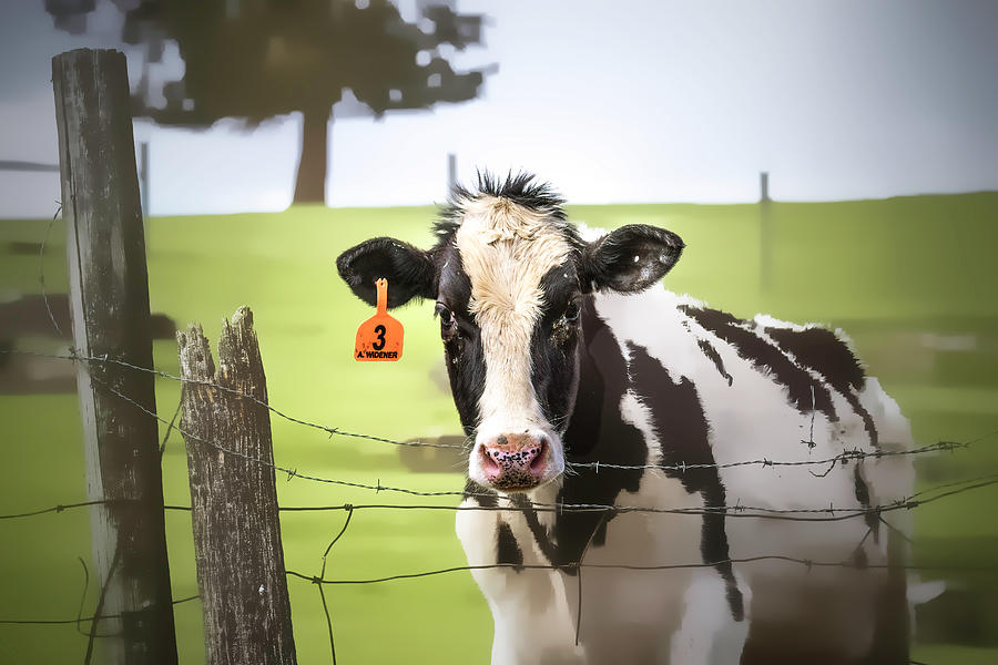 Cow Photograph - Gentle Girl Behind The Fence by Jim Love