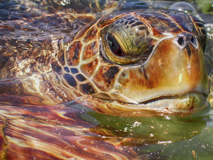 Old Turtle and the Sea Photograph by Linda Mans - Pixels