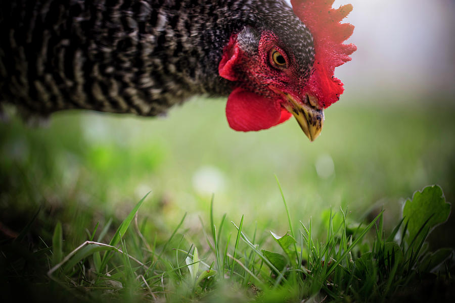 Gentle Hen  Photograph by Nicole Engstrom