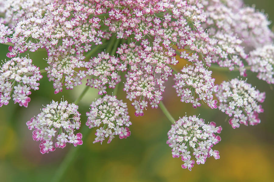 Gentle Pink Bloom of Queen Annes Lace Photograph by Jenny Rainbow