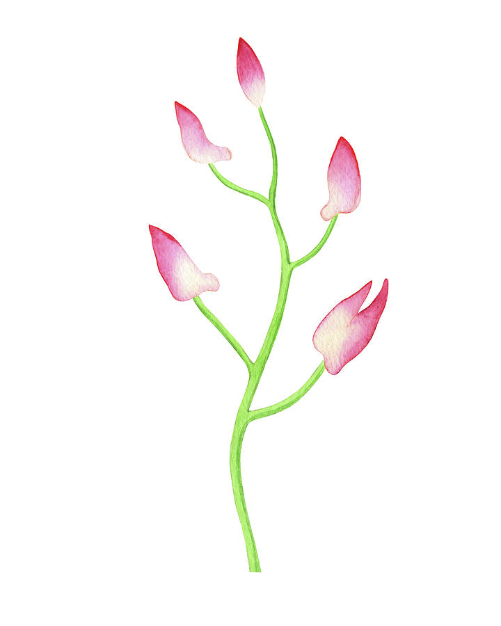 Gentle Pink Watercolor Orchid Flower Buds Painting by Irina Sztukowski