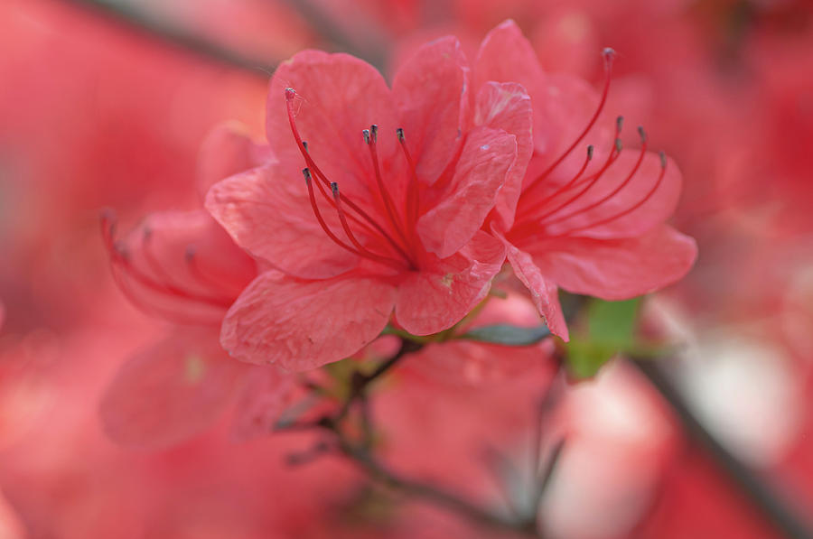 Gentle Red Blooms Of Rhododendron Kaempferi  Closeup Photograph by Jenny Rainbow