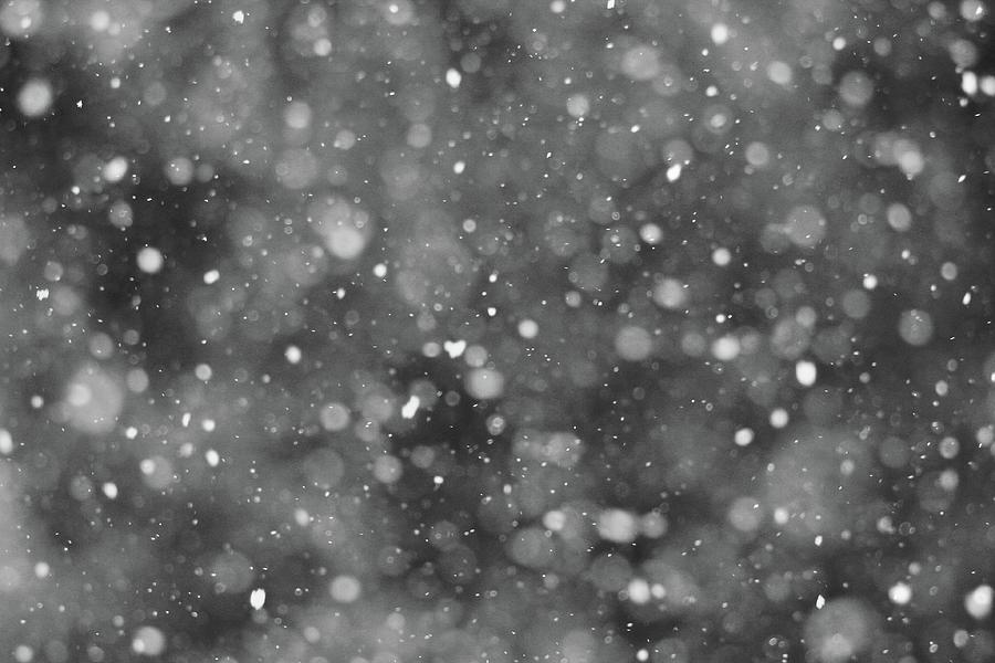Gentle Snowflakes Black And White Photograph by Dan Sproul