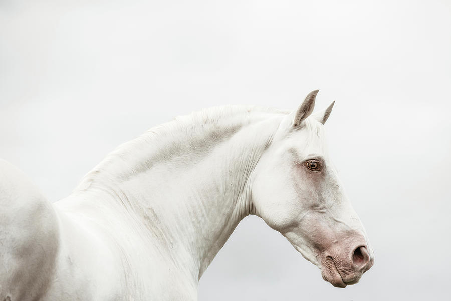Gentle Soul - Horse Art Photograph by Lisa Saint