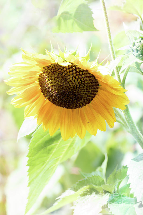 Gentle Sunflower Photograph by Lynn Bolt