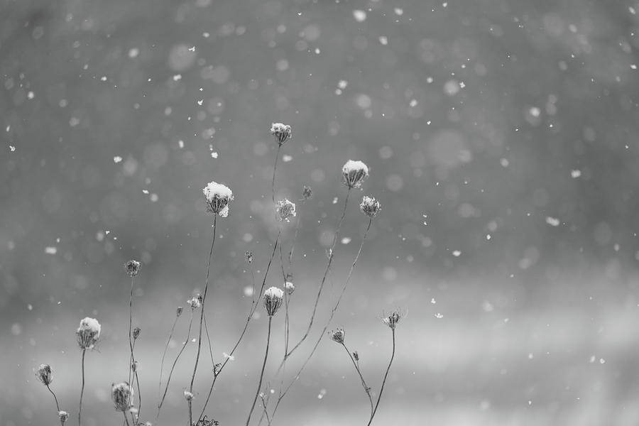 Gentle Winter Snowflakes Photograph by Dan Sproul