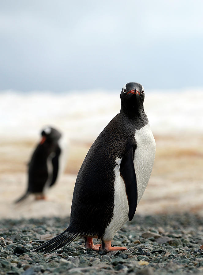 Gentoo Penguin Photograph by Jennifer LaBouff