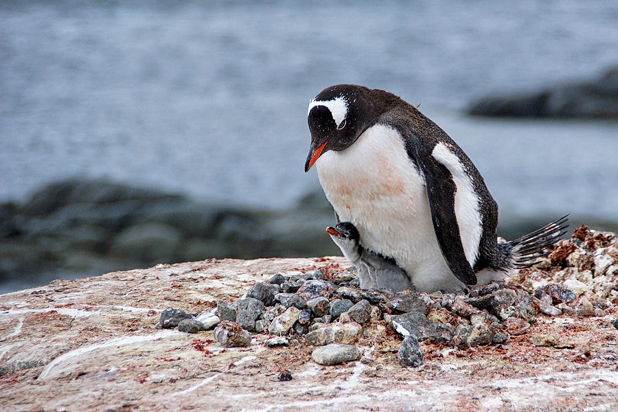 Gentoo Penguin Mother And Chick In Antarctica Photograph by Fiona McAllister Photography