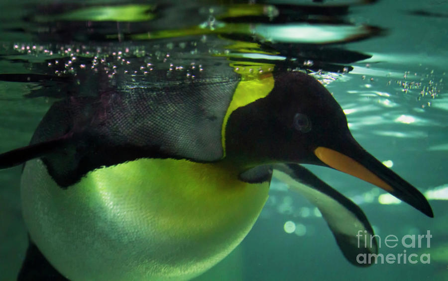 King Penguin Swim Photograph by Ruth Jolly