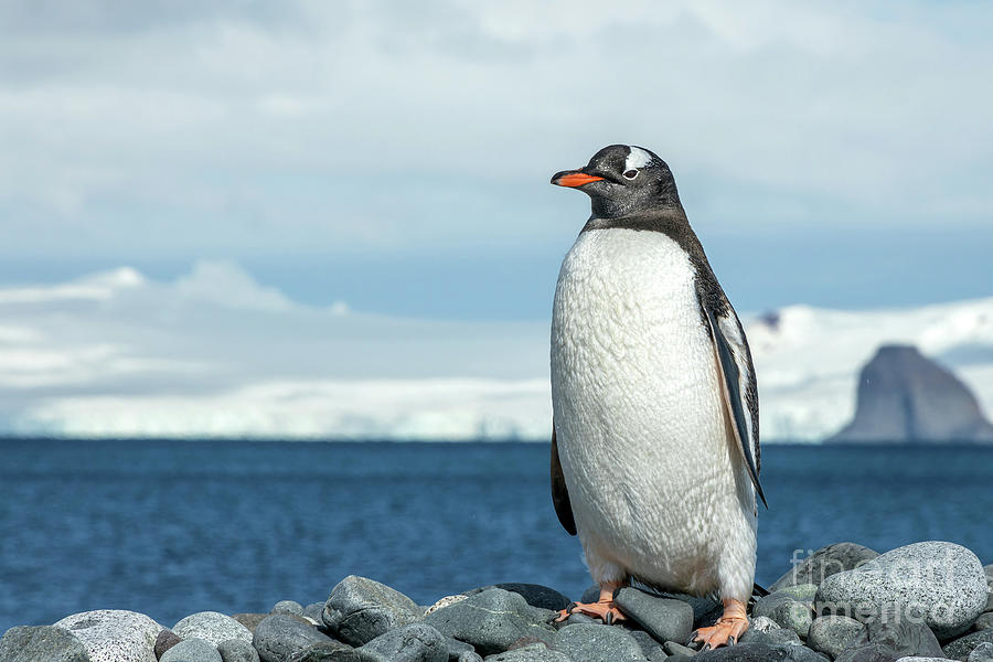 Gentoo Penguin Photograph by Tom Watkins PVminer pixs
