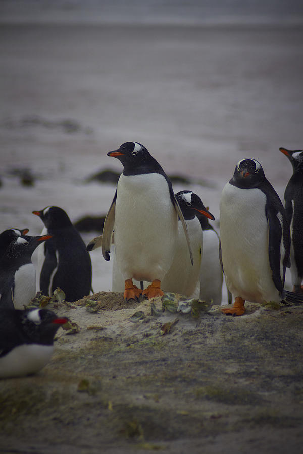 Gentoo Penguins at volunteer point Photograph by Jamie_Corsby