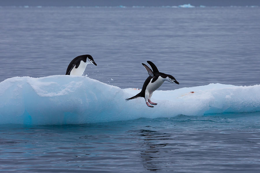 Gentoo penguins on an iceberg, Antarctica Photograph by Mint Images/ Art Wolfe