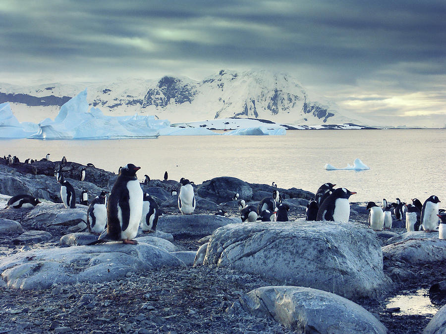Gentoo penguins on the Antarctic Peninsula Photograph by Brytta