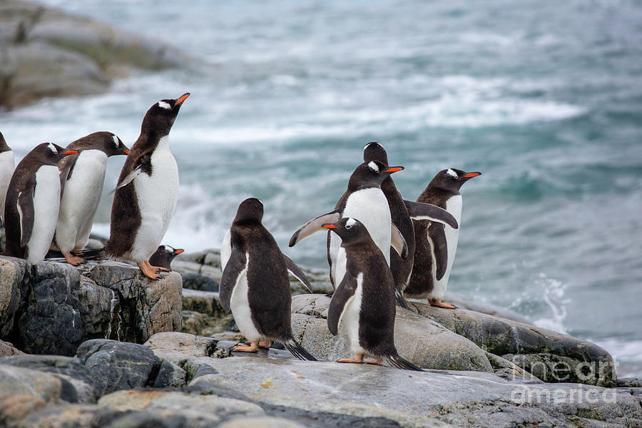 Gentoo penguins Pygoscelis papua Antarctica b1 Photograph by Eyal Bartov