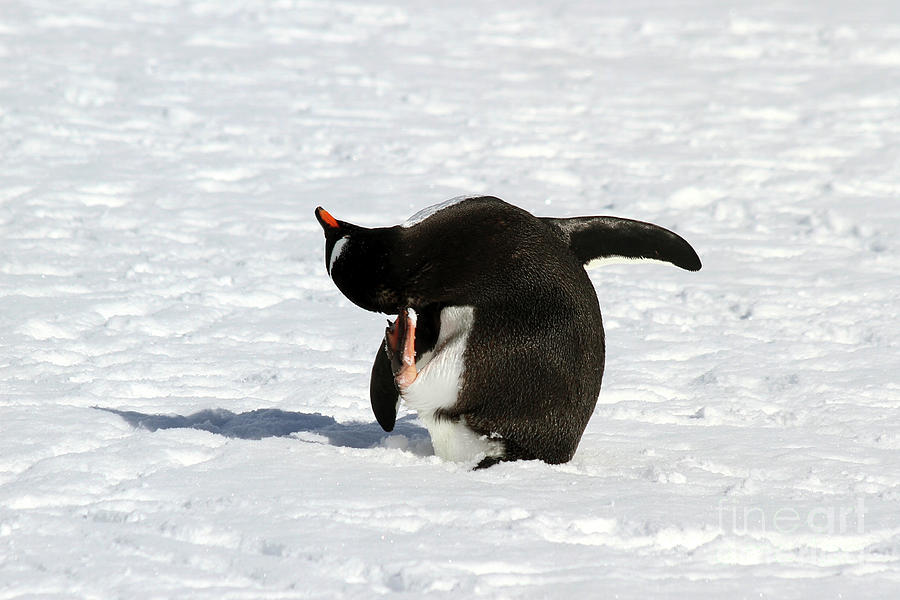 Gentoo penguins Pygoscelis papua v3 Photograph by Lilach Weiss - Fine