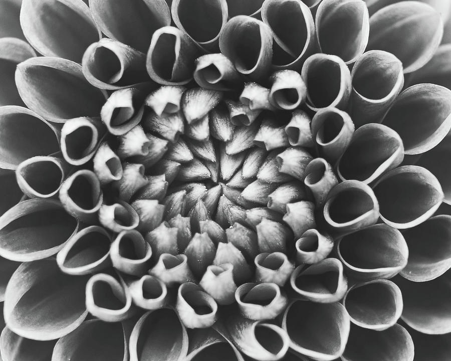 Geometric Dahlia Photograph by Lupen Grainne