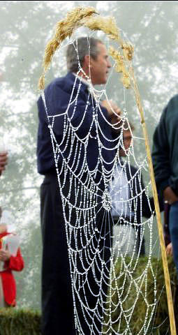 George Bush in Spider Web Photograph by Rick Wilking