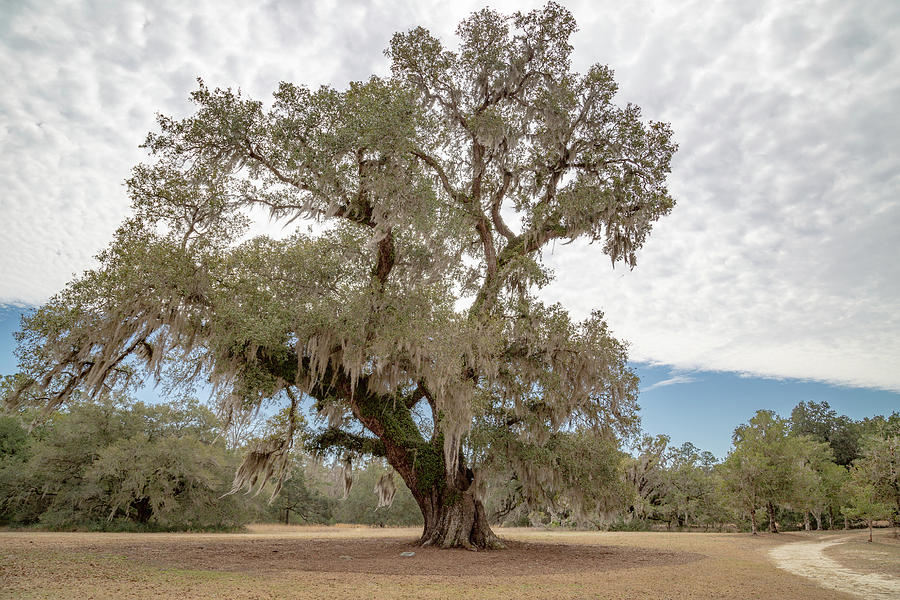 George Washington Oak Photograph by Cindy Robinson