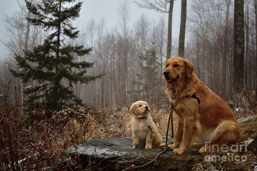 Adirondack Goldens Photograph by Bailey Maier