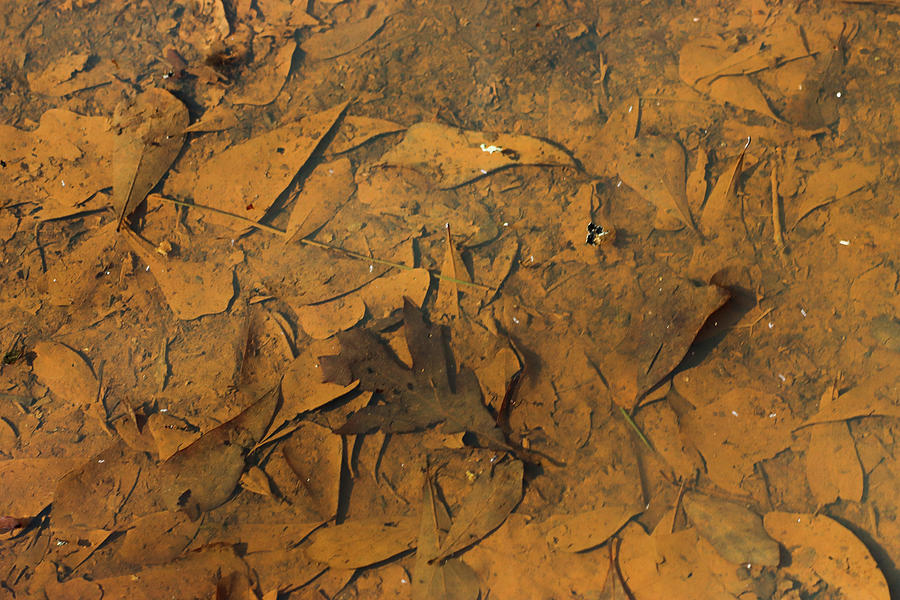 Georgia Brown Water Leaves Photograph by Ed Williams