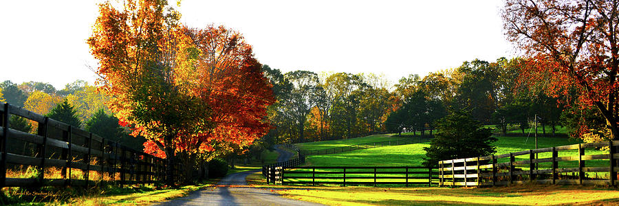 Nature Photograph - Georgia Farm Road by Ro Wade