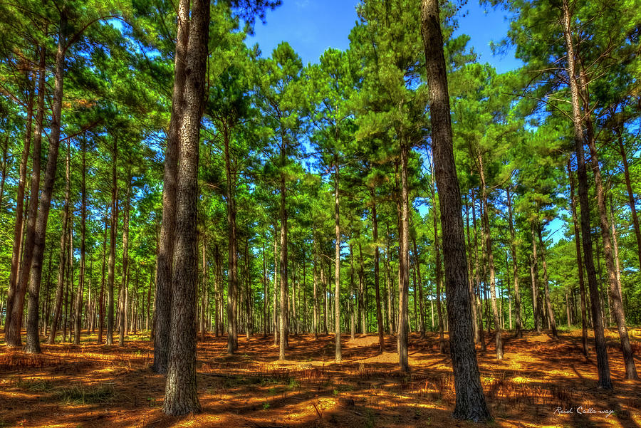 Georgia Forestry Money Growing On Trees 777 Georgia Pine Tree Forest Landscape Art Photograph by Reid Callaway
