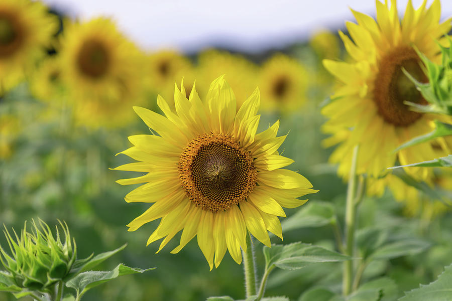 Georgia Sunflowers Photograph by David R Robinson