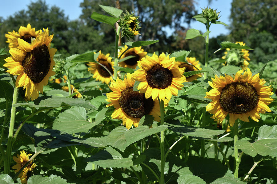 Georgia Sunflowers Photograph by Kathy K McClellan