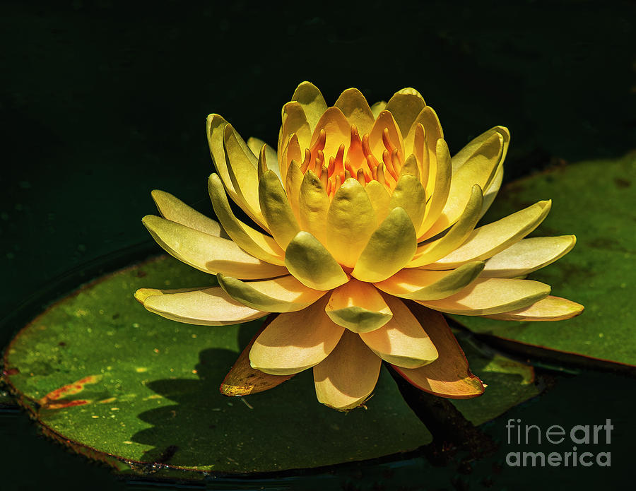 Flowers Still Life Photograph - Yellow Water Lily 2023-1 by Nick Zelinsky Jr