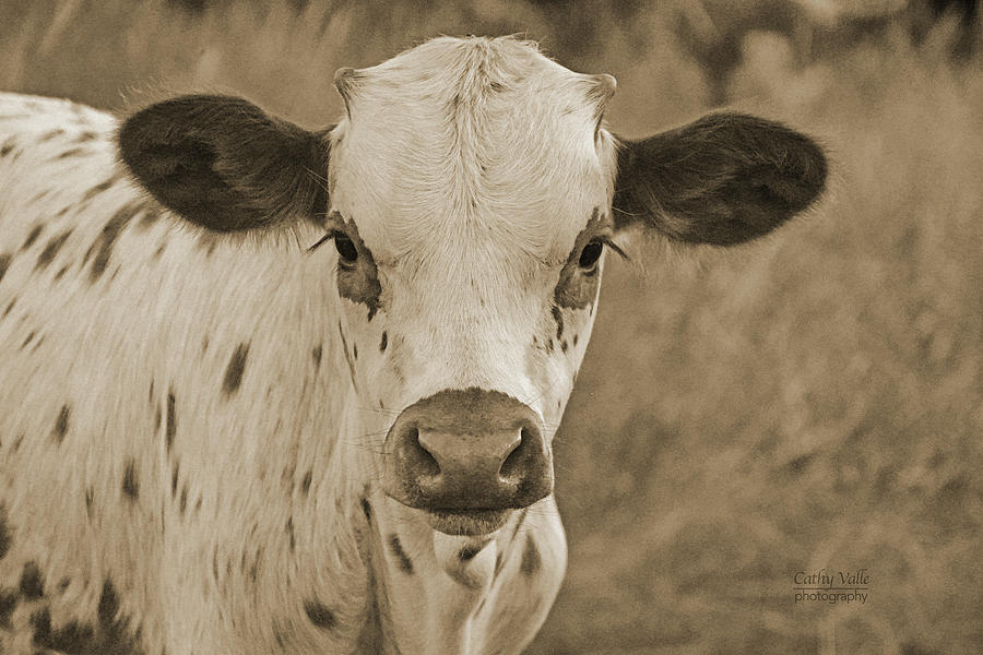 Georgie the longhorn calf in Sepia Photograph by Cathy Valle
