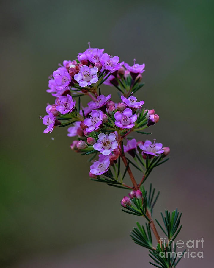 Geraldton Wax Flowers Photograph by Neil Maclachlan