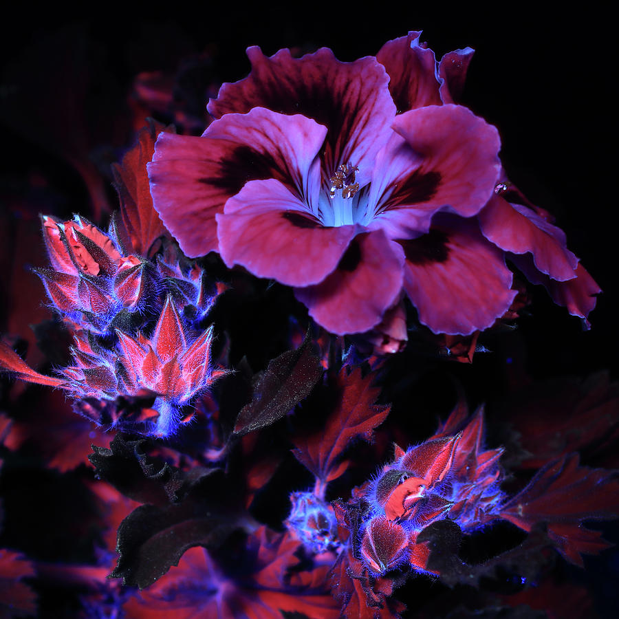 Geranium 1 UV Photograph by Shane Bechler