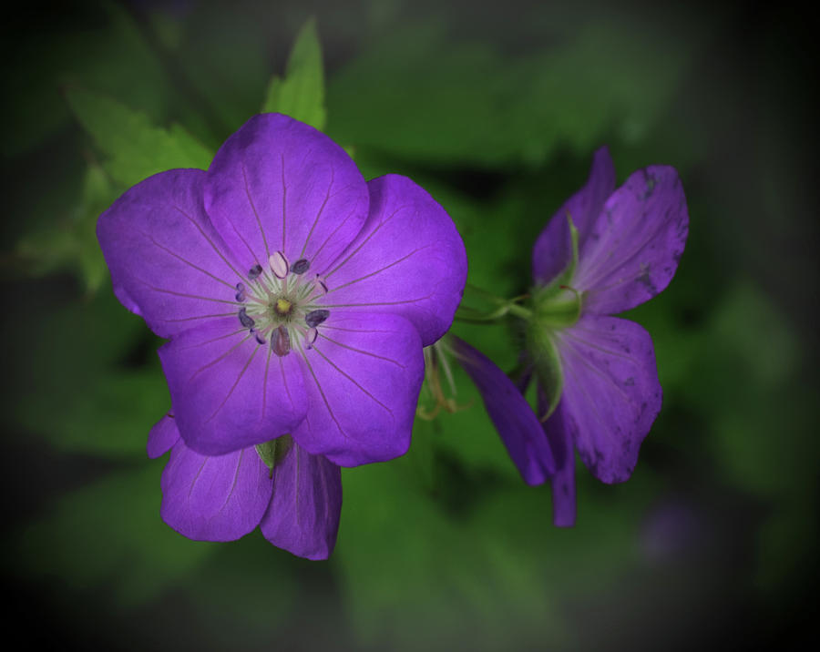 Geranium along a Trail in the Smokies Photograph by James C Richardson