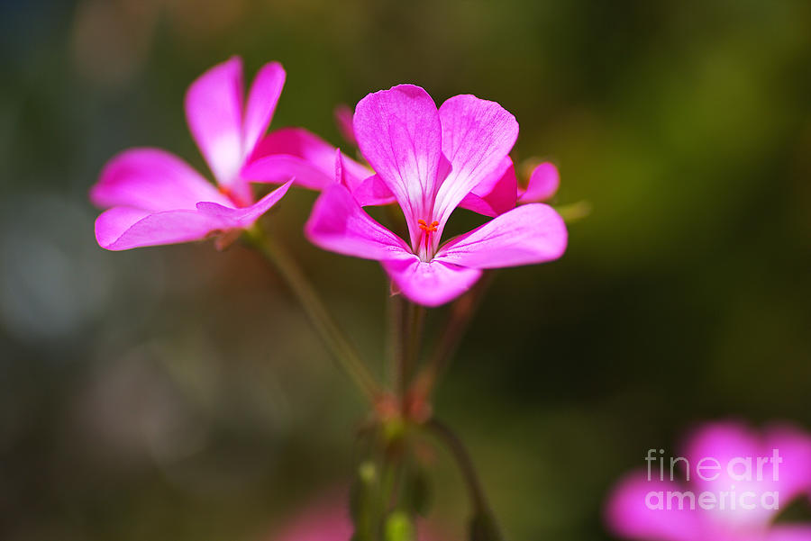 Nature Photograph - Geranium Applause Flower by Joy Watson