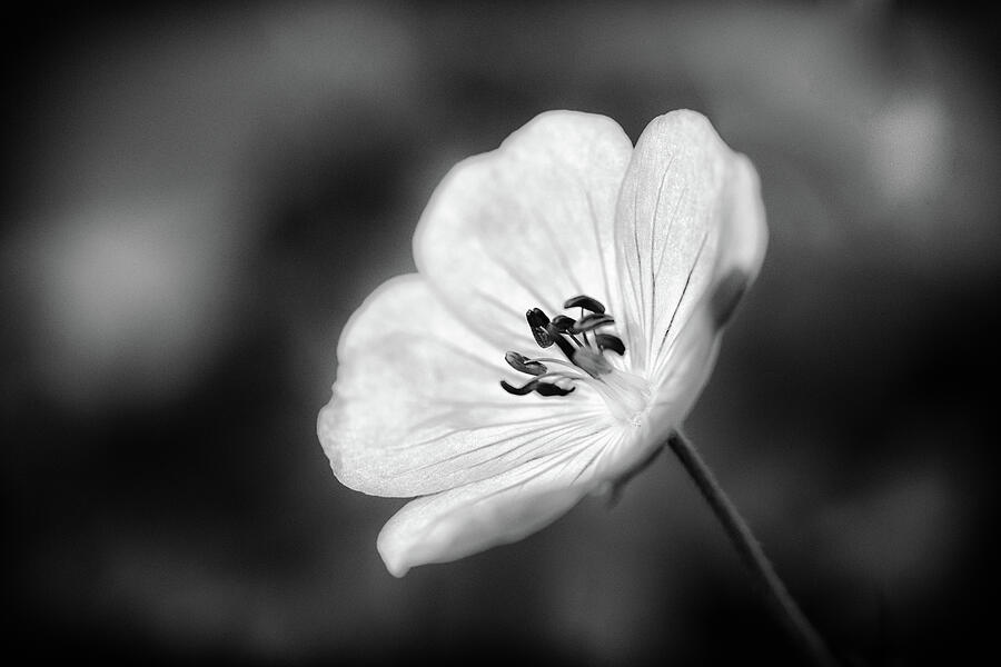 Geranium Black And White Photograph by Tanya C Smith