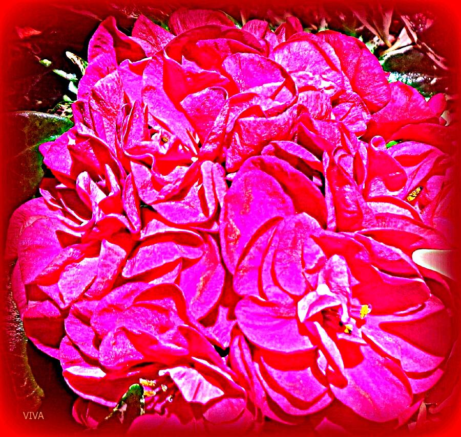 Geranium - Bright and Beautiful  - graphic macro Photograph by VIVA Anderson