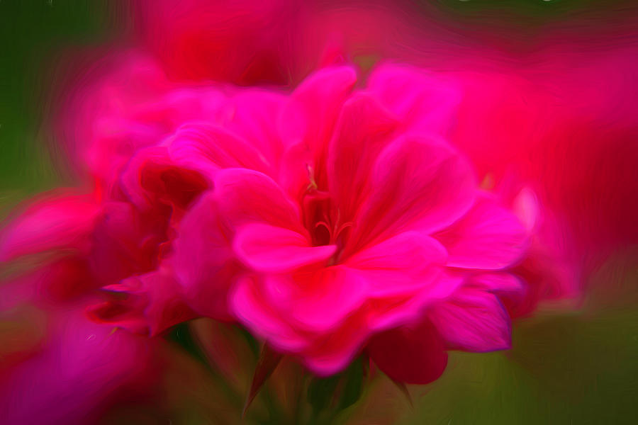 Geranium Explodes with Color Photograph by Lindsay Thomson
